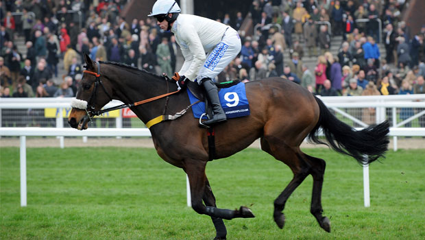 Cheltenham Gold Cup: Cape Tribulation