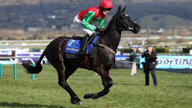 Taquin Du Seuil horse Cheltenham